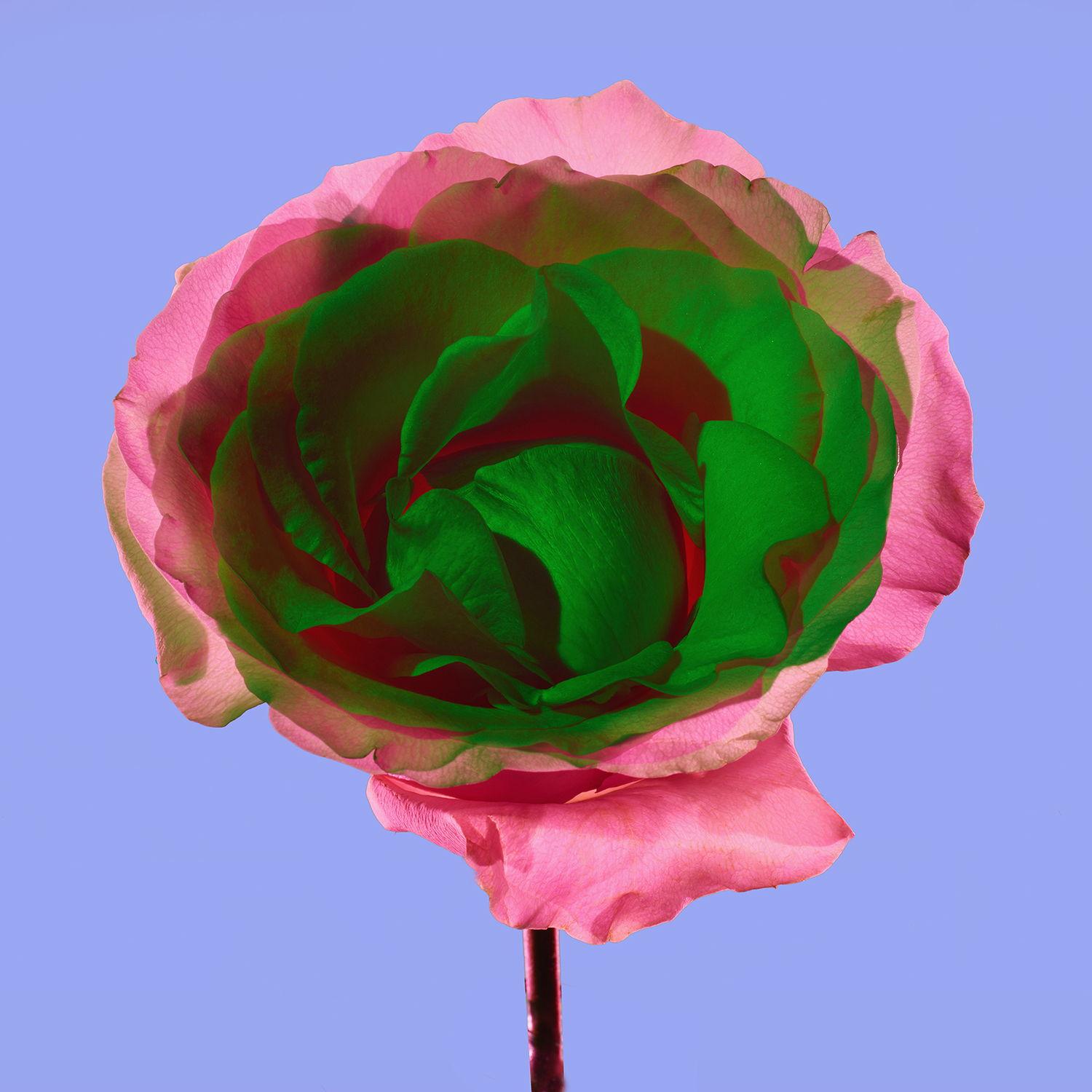 "Floral No. 2314"