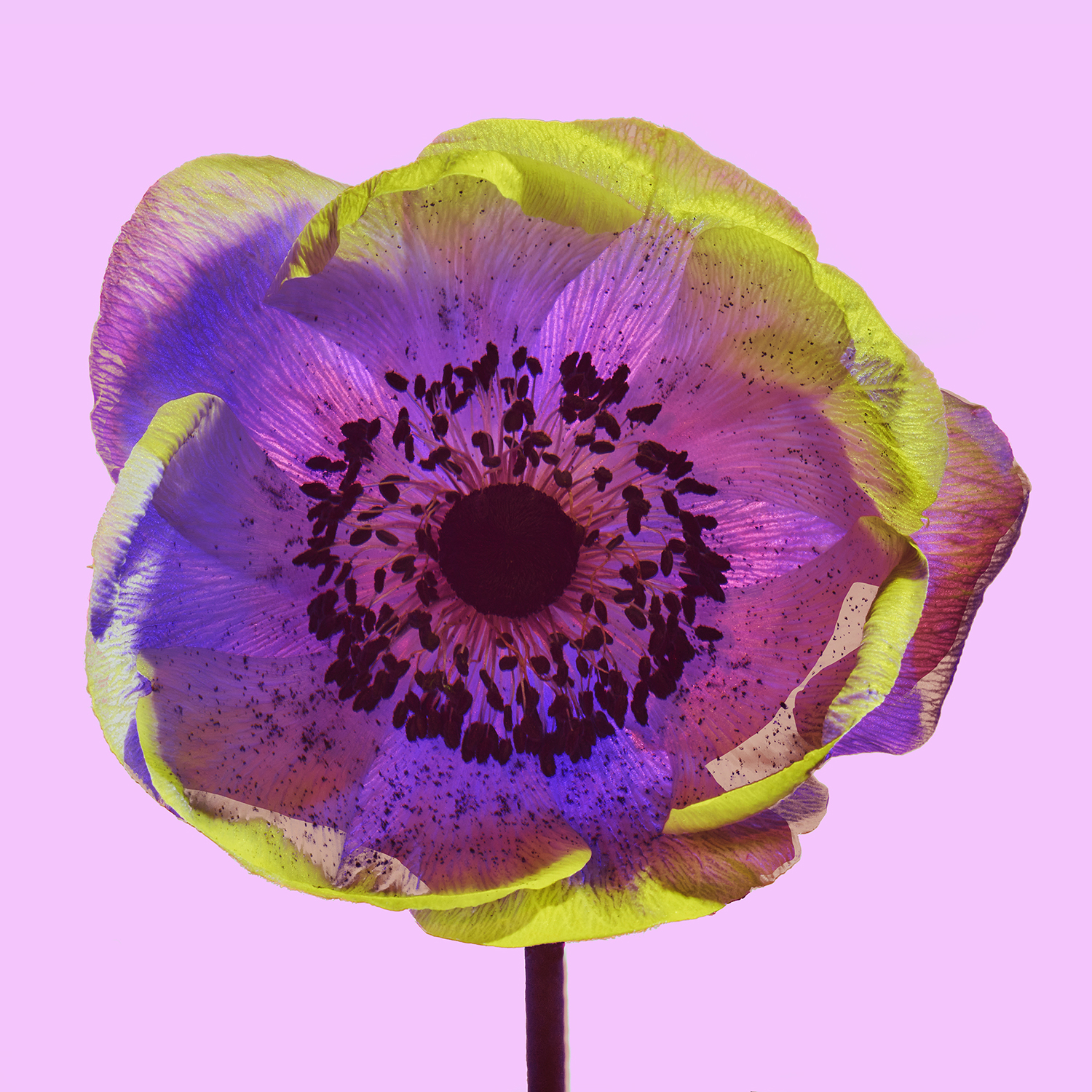 "Floral No. 2327"