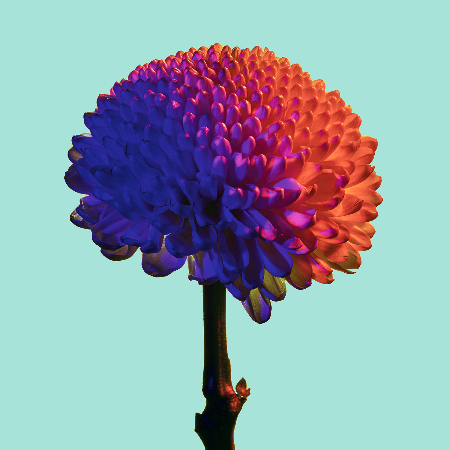 "Floral No. 2354"