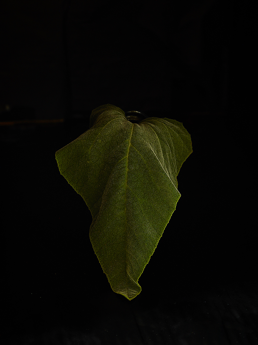 "Canyon Leaf"