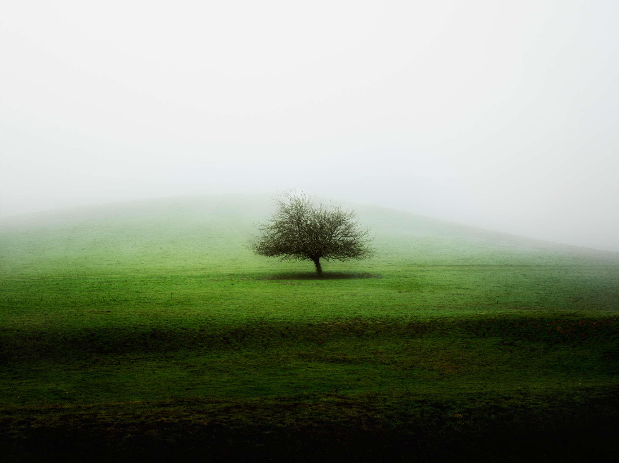 "Sole Tree"