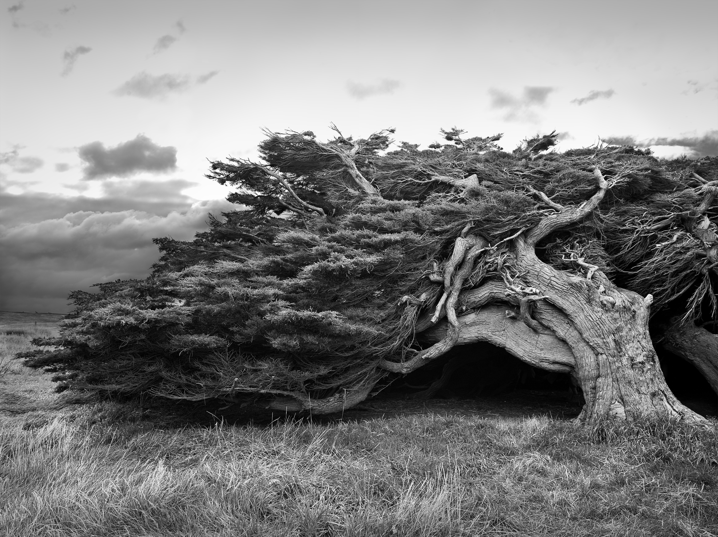 "Blown Tree"