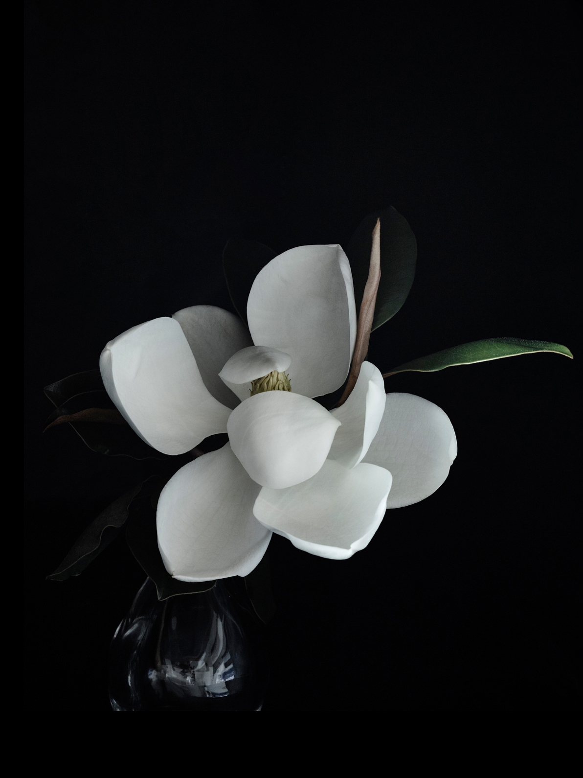 "Magnolia"